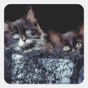 Adesivo Quadrado Gatinhos no recipiente