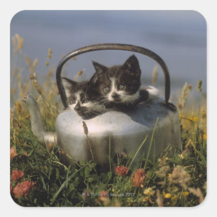 Adesivo Quadrado Gatinhos numa chaleira velha