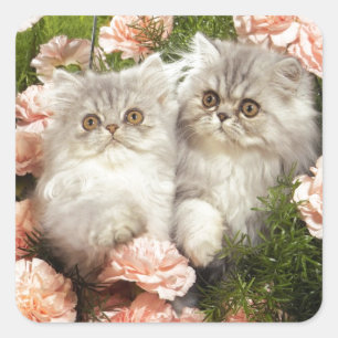 Adesivo Quadrado Gatinhos Persa Brincam em Flores Rosa