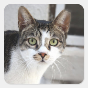 Adesivo Quadrado Gato