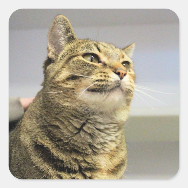 Adesivo Quadrado Gato (Frente)