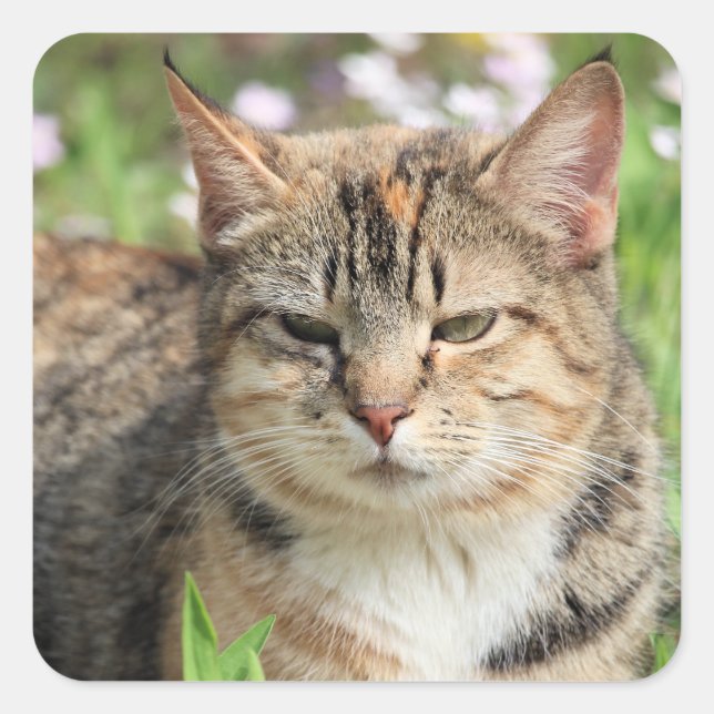 Adesivo Quadrado Gato (Frente)