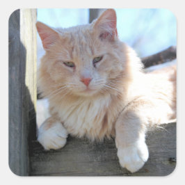 Adesivo Quadrado Gato