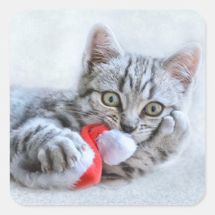 Adesivo Quadrado Gato Bonito e Chapéu Papai Noel