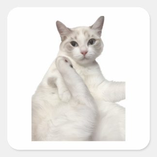 Adesivo Quadrado Gato Branco Fofo Limpando a Perna Divertido Amante