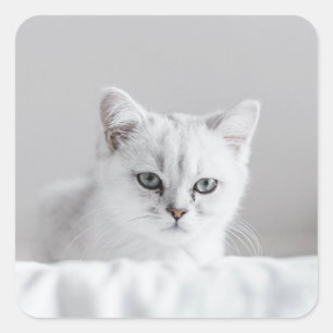 Adesivo Quadrado Gato, Branco, Gatinho
