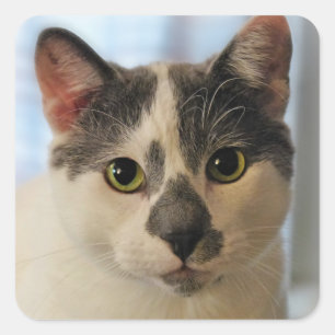 Adesivo Quadrado Gato Cinto