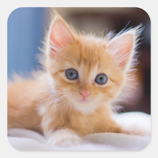 Adesivo Quadrado Gato Cinto Com Olhos Azuis (Frente)