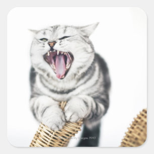 Adesivo Quadrado gato cinzento no fundo branco