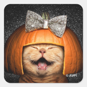 Adesivo Quadrado Gato Com Cabelo De Pumpkin