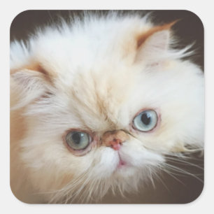Adesivo Quadrado Gato Em Uma Caixa