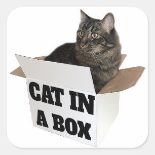 Adesivo Quadrado Gato em uma caixa!