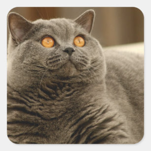 Adesivo Quadrado Gato:Gato de Shorthair