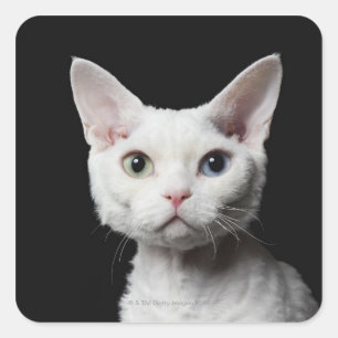 Adesivo Quadrado Gato impar-eyed branco
