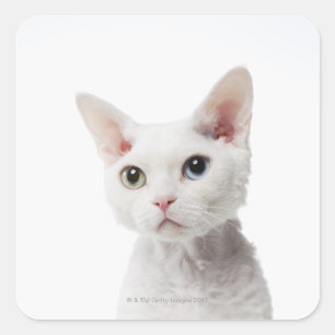 Adesivo Quadrado Gato impar-eyed branco 2
