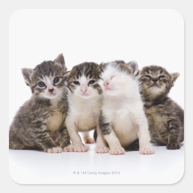 Adesivo Quadrado gato japonês (Frente)