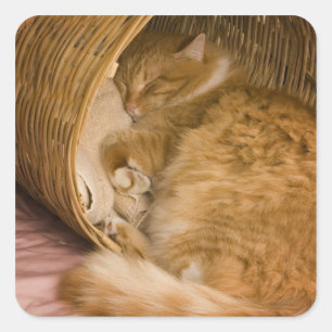 Adesivo Quadrado Gato laranja dormindo na cesta