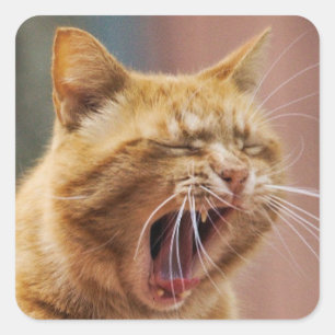 Adesivo Quadrado Gato Laranja Fofo Bocejando Animal Natureza Vida S