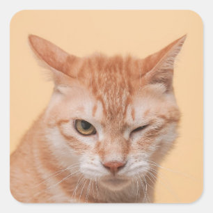 Adesivo Quadrado Gato Laranja Fofo Piscando Animal Natureza Vida Se