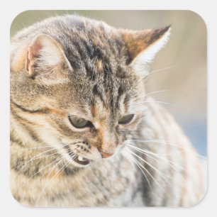 Adesivo Quadrado Gato lindo