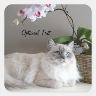 Adesivo Quadrado Gato Majestoso Balinês