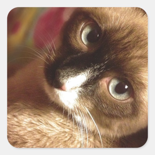 Adesivo Quadrado Gato Marrom Bonito (Frente)