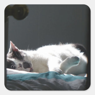 Adesivo Quadrado Gato no Sunspot Não Incomodar
