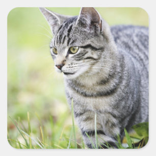 Adesivo Quadrado Gato novo na natureza