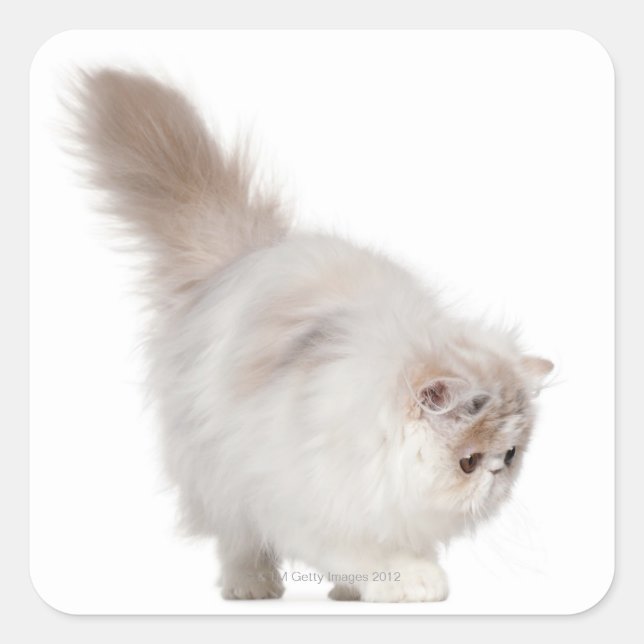 Adesivo Quadrado Gato persa (3 meses de idade) (Frente)