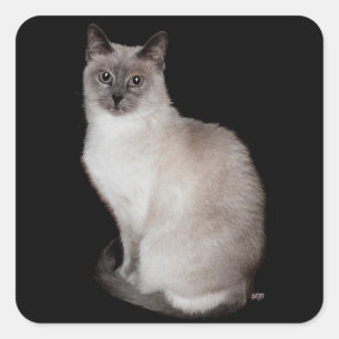 Adesivo Quadrado Gato Siames