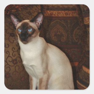 Adesivo Quadrado Gato Siamese elegante