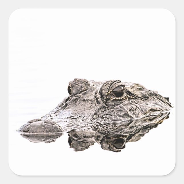 Adesivo Quadrado Gator Sticker (Frente)