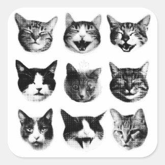 Adesivo Quadrado Gatos