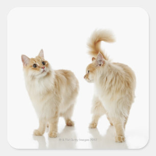 Adesivo Quadrado Gatos de Munchkin