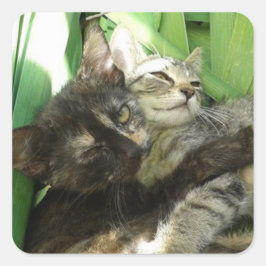 Adesivo Quadrado Gatos fofos se aconchegando