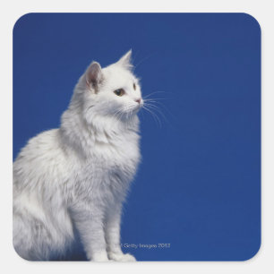 Adesivo Quadrado Gatos sentados sobre fundo azul