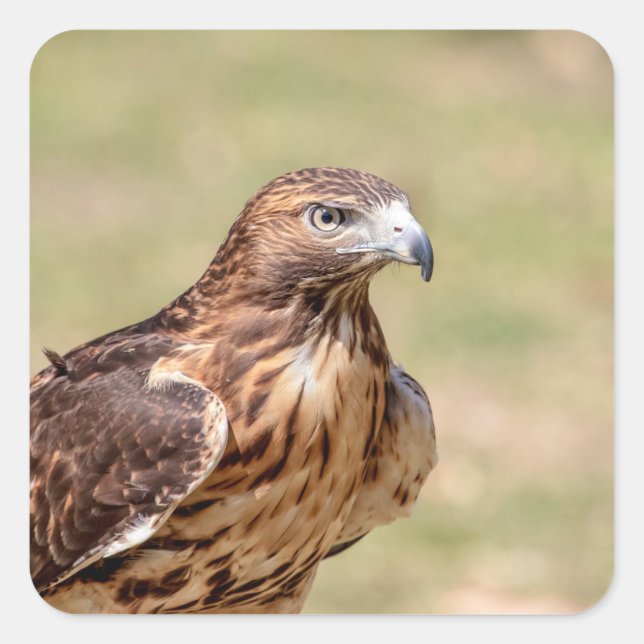 Adesivo Quadrado Gavião-de-cauda-vermelha no Vale do Hudson (Frente)