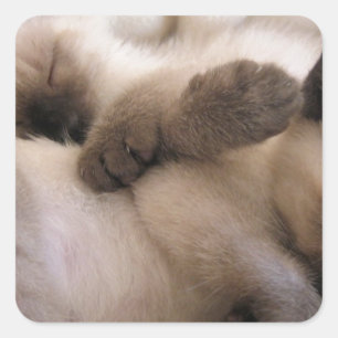 Adesivo Quadrado Gêmeos Gatos Pet Gato Gato Gato Siamês