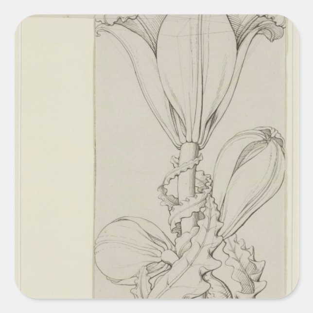Adesivo Quadrado Gênio da Lily, 1809 (Frente)
