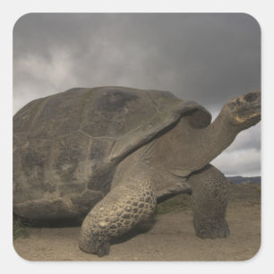 Adesivo Quadrado Geochelone da tartaruga gigante de Galápagos