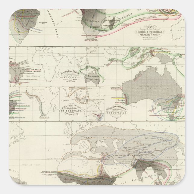 Adesivo Quadrado Geografia zoológica (Frente)