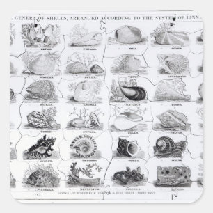 Adesivo Quadrado Gera de Shells jigsee, pub. por W. Edwards