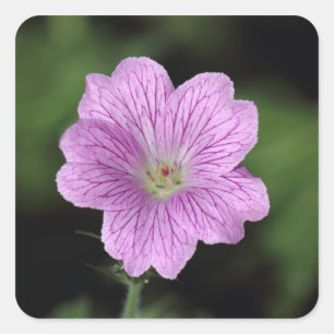 Adesivo Quadrado Geranium Endressii