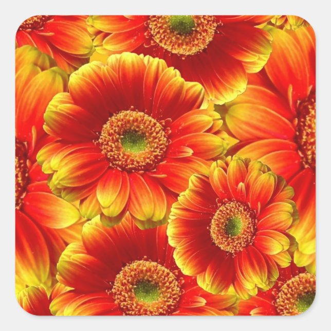 Adesivo Quadrado Gerbera Daisies Amarelo e Laranja (Frente)