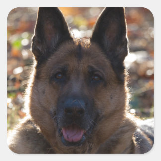 Adesivo Quadrado German shepherd