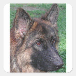 Adesivo Quadrado german shepherd