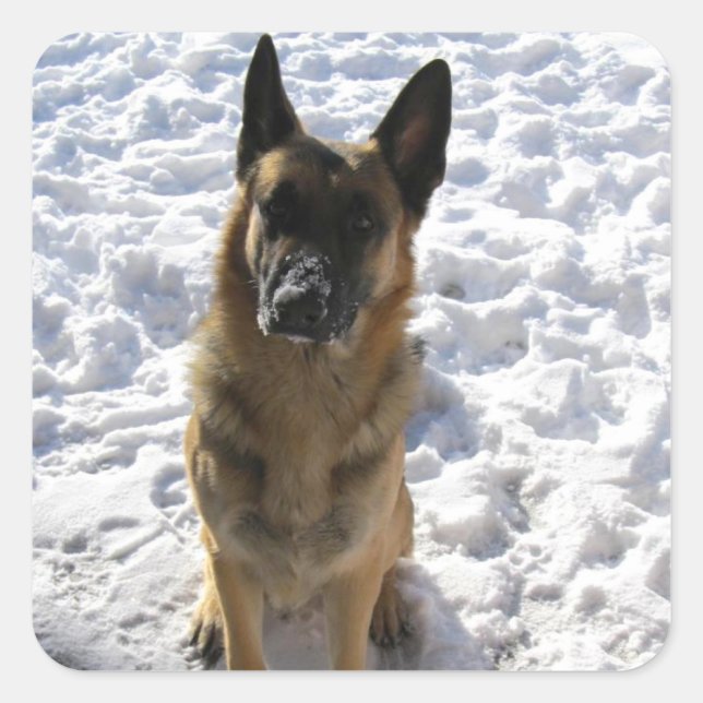 Adesivo Quadrado German shepherd (Frente)