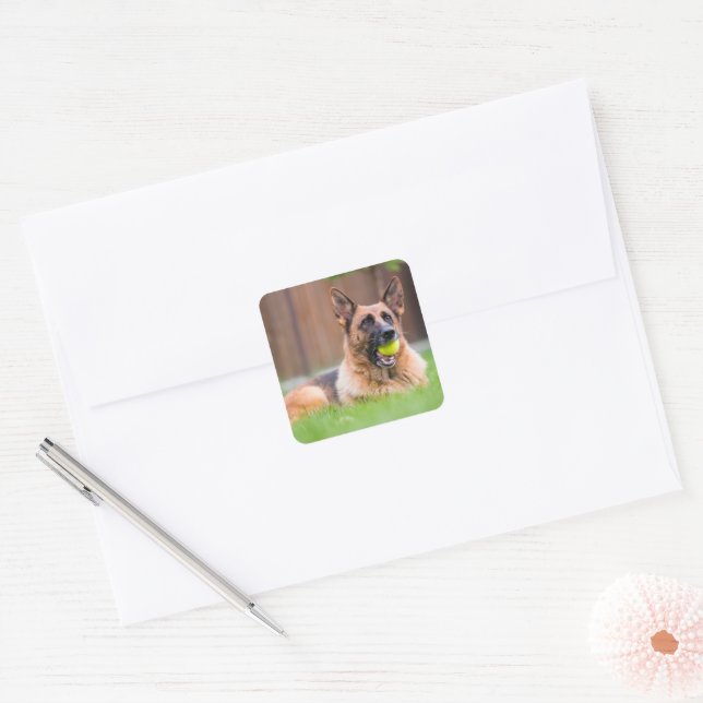 Adesivo Quadrado German shepherd Com Bola De Tênis (Envelope)