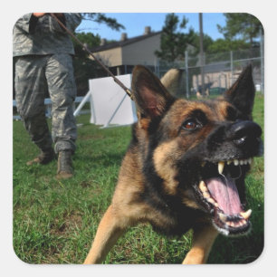 Adesivo Quadrado German shepherd de descascamento