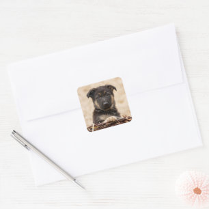 Adesivo Quadrado German shepherd Em Cesta
